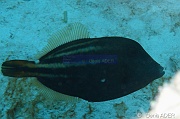 Cantherhines pullus Poissin lime a taches oranges-Bonaire South Bay-9m-20180218-Denis-ADER-DSC_6538_tn
